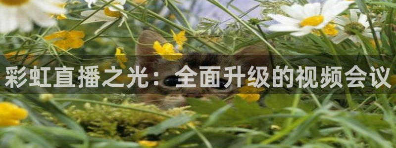 蓝鲸直播体育免费直播：彩虹直播之光：全面升级的视频会议